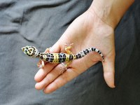 Leopard gecko
