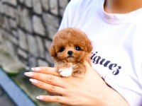 Korean Toy Poodle Yavrularımız
