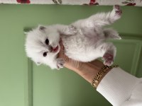 Blue Point Cinsi Bebek Kedimiz