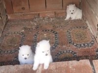 2 Aylık Erkek Spitz