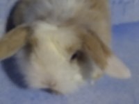 Teddy Lop Tavşanı Bebekler 35 Günlük