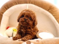 Toy Poodle Yavrularım