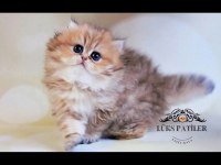 Yumuşak tüylü black golden british longhair