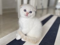 Scottish fold kediler