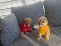 Minyatür maltipoo minnaklarım teslime hazır