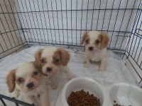 Cavalier king charles dişi ve erkek yavrular