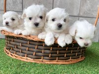 Irk garantili maltese yavruları