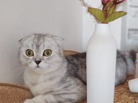 Scottish Fold Dişi