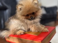 60 Günlük Pomeranian Yavruları