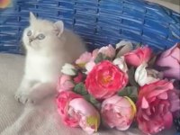 55 Gunluk Dişi Golden Point British Shorthair