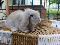 Orjinal Teddy Lop Tavşanları