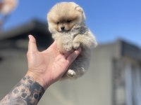 Ayı Surat Pomeranian Boo Yavrular