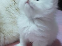 British Longhair Golden Point Dişi Erkek