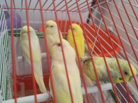 Lutino Muhabbet Kuşu Yavrular