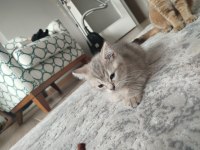 Kedimiz Puki Yeni Yuvasını Arıyor