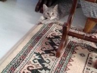 British shorthair yavru kedimiz