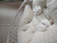 Tam Bir Sevgi Pıtırı Kedimiz