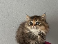 Güzeller güzeli dişi british longhair