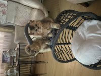 Süper Scottish Fold Golden Yavrular Uygun