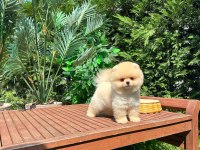 Safkan Pomeranian Boo