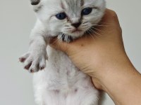 Scottish Fold Blue Point