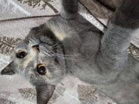 Kedimiz Luna Yeni Yuvasını Arıyor