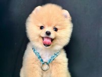 Safkan Pomeranian Boo Yavrularımız
