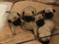 Pug Yavrularımız Sağlık Ve Irk Garantilidir