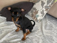 0 Numara Minyatür Pinscher Yavrular