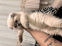 Teslime Hazır Scottish Fold Pamuk Gibiler