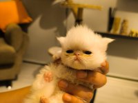 Safkan exotic long ve shorthair