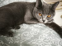 British Shorthair Kedilerimiz