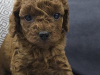 Kore Dark Red Poodle Bebek Köpekler