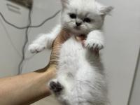 British Shorthair Dişi Kedimiz