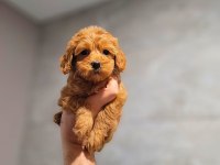 Toy Poodle Cinsi Yavrular Büyümez