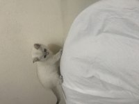 Pamuk Prenses Kedimiz Yeni Yuva Arıyor