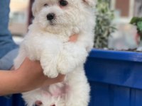 Maltese bebek köpeklerim