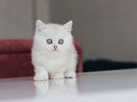 Full Şecereli Babadan Teslime Hazır Erkek Kedimiz