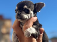 Sağlık ve ırk garantili chihuahua yavrularımız