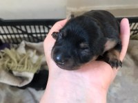 2 Tane Minyatür Pinscher 0 Numara