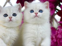 Kar Beyaz Silver British Shorthair