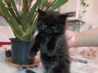 Az Bulunan Kahve Tonu Cins Kedimiz