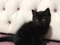 Siyah british shorthair yavru