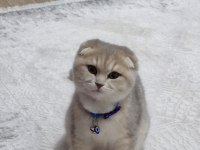 Uysal Ve Oyuncu Scottish Fold