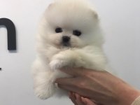 Pomeranian boo cins yavrular