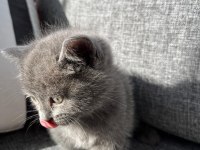British Shorthair Bebek Kedimiz