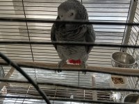 Eğitimli Jako Papağanı