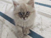 4 aylık kedimi sahiplendireceğim