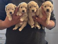 A kalite sağlıklı orjinal maltipoo