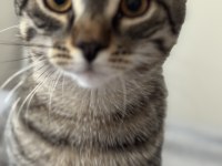 Ücretsiz sahiplendirme tekir kedimiz